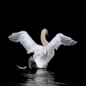 Swan