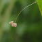 Lacewing eggs
