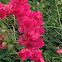 Bouganvillea