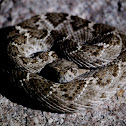 Western Diamondback Rattlesnake