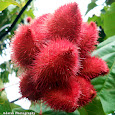 Herbs in India