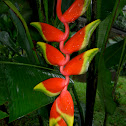 Heliconia pendula