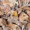 Eastern Comma