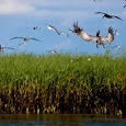 Gulf Coast Oil Spill Impact