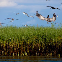 Gulf Coast Oil Spill Impact