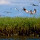 Gulf Coast Oil Spill Impact