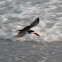 Black Skimmer