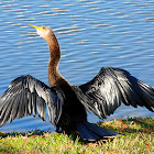 Anhinga
