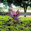 Good Luck Plant