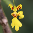 Dancing Doll Orchid