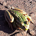 Growling grass frog