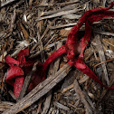 Octopus Stinkhorn