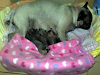 Pug Carlino Cachorros Venta