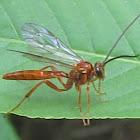 Ichneumon Wasp
