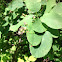 Saskatoon berry