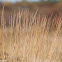Indiangrass