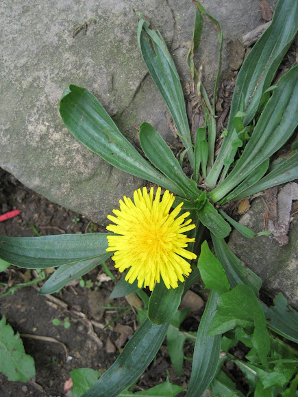 Spotting Image 1