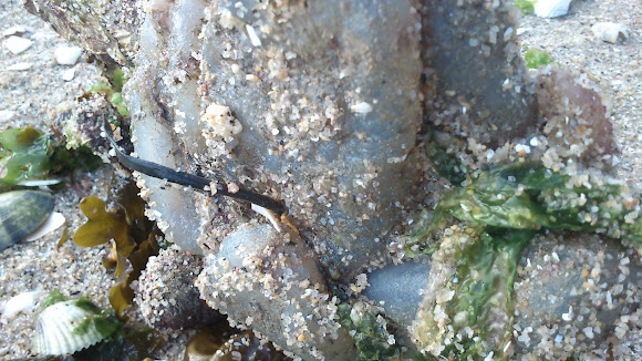 Spotting Image 1