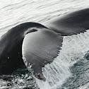 Humpback Whale