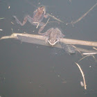 Wood Frog