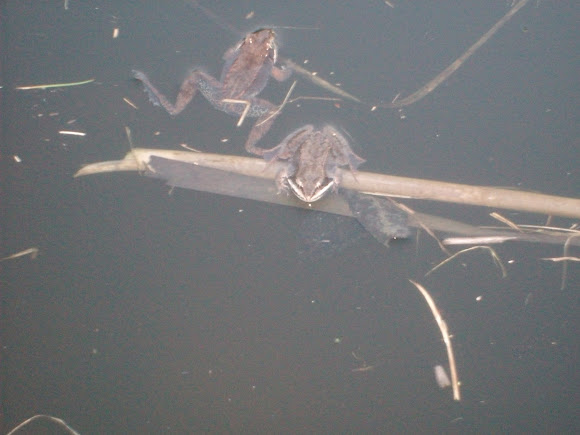 Spotting Image 1