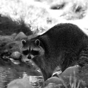 by JenWil   - Animals Other Mammals