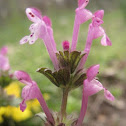 Henbit