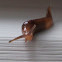 Slug