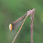 Helicopter Damselfly