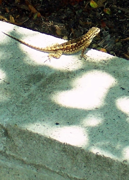 Spotting Image 1