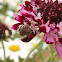 Anthophorid bee