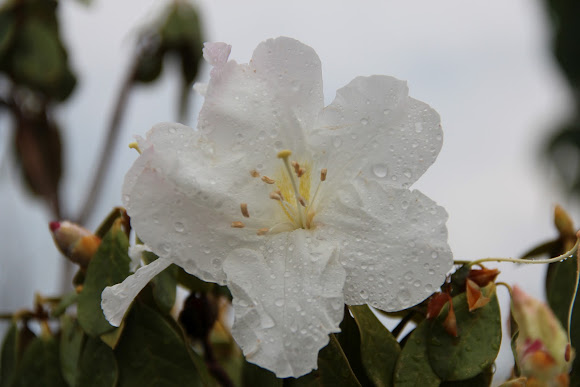 Spotting Image 1