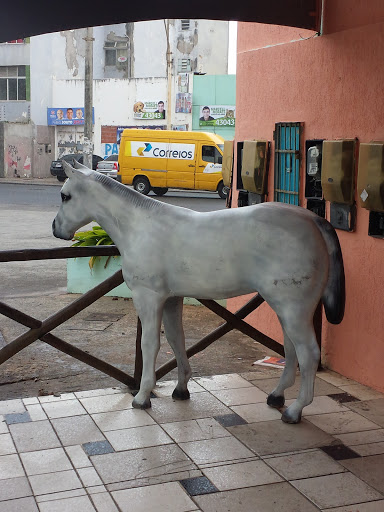 O Cavalo Branco da Pituba 