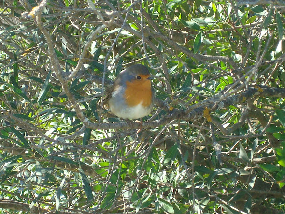 Spotting Image 1