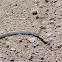 Sonoran Whipsnake