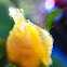 Yellow Rose