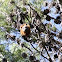 Grey-headed Flying Fox