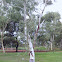 Inland Wandoo