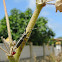 Longicornio de los cardos
