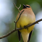 Cedar Waxwing
