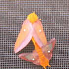 Orange-tipped Oakworm Moth