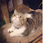 Exotic Shorthair Cat