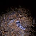Brachiopod Fossil