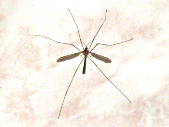 Spotting Image 1