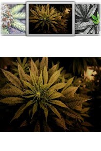 How to install Weed HD Wallpaper! lastet apk for bluestacks