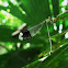Helicopter damselfly