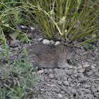 Vole