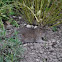 Vole