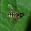 Hoverfly