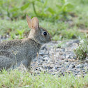 Eastern Cottontail